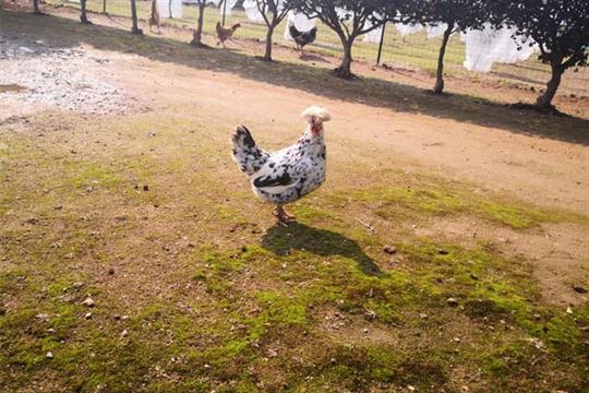 4月第2周畜产品和饲料集贸市场价格情况