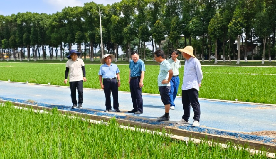江苏省农科院粮作所专家赴亚夫科技服务溧阳南渡工作站指导当前水稻生产