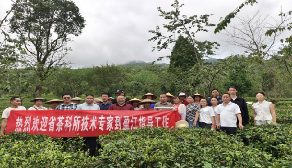 科技赋能下沉边疆茶区——激活德宏州茶产业高质量发展新动能